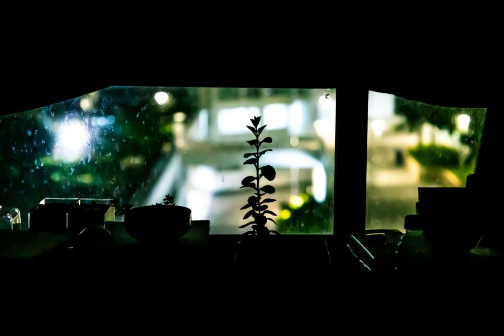夜の窓辺に置かれた植物のシルエットと静かな室内